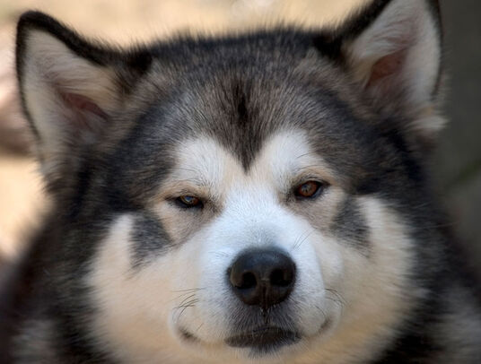 Website Beauty Is Only Skin Deep